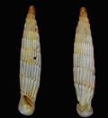 Albinaria&nbsp;sublamellosa